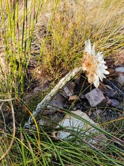 Syncarpha ferruginea