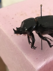 Homophileurus quadrituberculatus