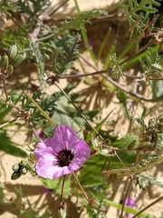 Erodium crassifolium