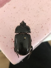 Homophileurus quadrituberculatus