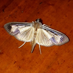 Mesocondyla dardusalis