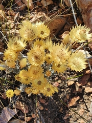Syncarpha ferruginea