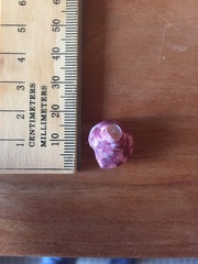 Calliostoma africanum