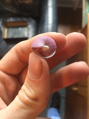 Calliostoma africanum