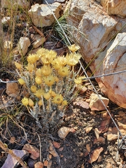 Syncarpha ferruginea