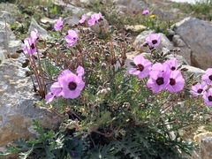 Erodium crassifolium