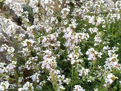 Erucaria pinnata