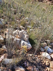 Syncarpha ferruginea