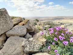 Erodium crassifolium