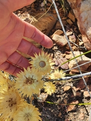 Syncarpha ferruginea