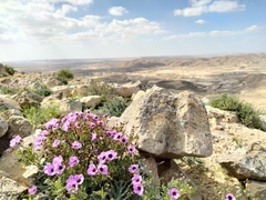 Erodium crassifolium