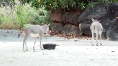 Equus africanus somaliensis