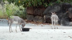 Equus africanus somaliensis