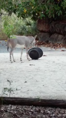 Equus africanus somaliensis