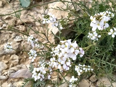 Erucaria pinnata