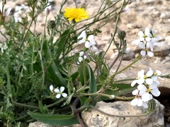 Erucaria pinnata
