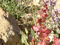 Rumex cyprius