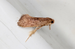 Syncometes vilis