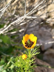 Adonis dentata