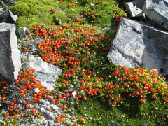 Coprosma niphophila