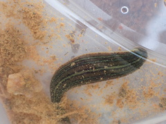Hirudo michaelseni