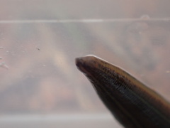 Hirudo michaelseni