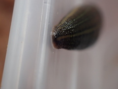 Hirudo michaelseni
