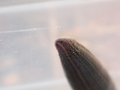 Hirudo michaelseni