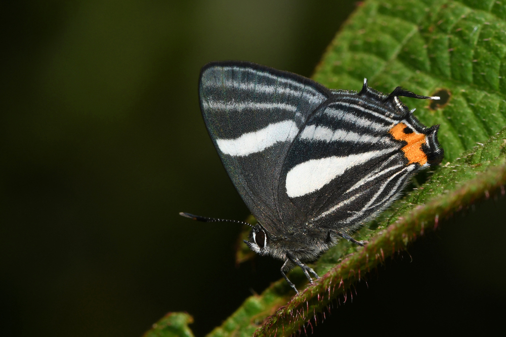 Thestius azaria