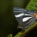 Mariposas Sedosas - Photo (c) Ken Kertell, algunos derechos reservados (CC BY-NC), subido por Ken Kertell