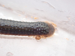 Hirudo michaelseni