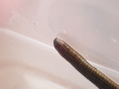 Hirudo michaelseni