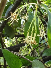 Pavetta gardeniifolia