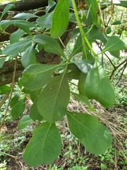 Pavetta gardeniifolia