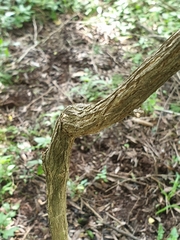 Pavetta gardeniifolia