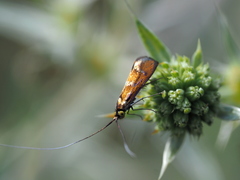Nemophora pfeifferella