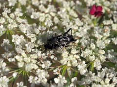 Chlorophorus sartor