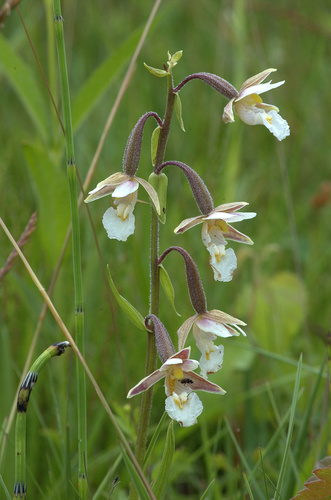 Marsh Helleborine