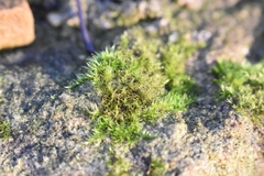 Rhynchostegiella tenella
