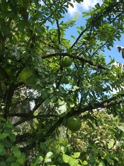 Amphitecna sessilifolia