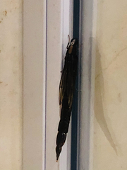 Atractocerus brevicornis