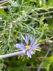 Volutaria crupinoides