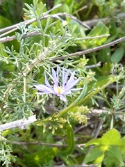 Volutaria crupinoides