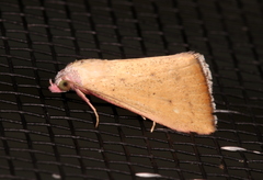 Phytometra formosalis