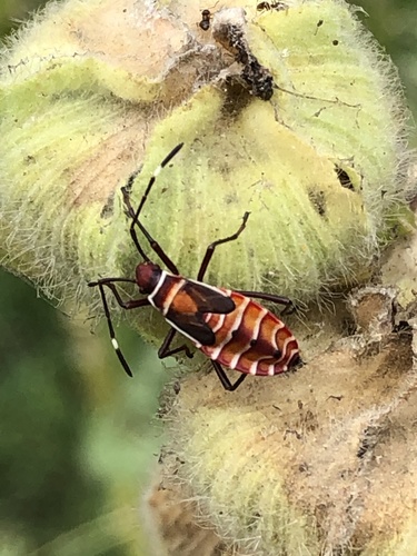 Peruvian cotton stainer