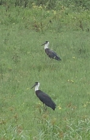 Asian Woolly-necked Stork