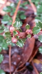 Ceanothus gloriosus porrectus