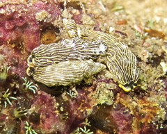 Dermatobranchus striatus