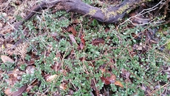 Ceanothus gloriosus porrectus