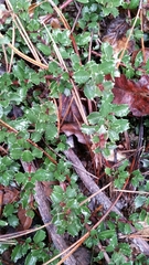 Ceanothus gloriosus porrectus